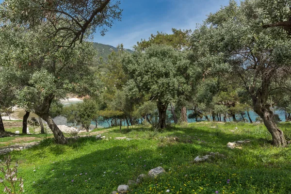 在村庄的邀功，萨索斯岛岛希腊橄榄树 — 图库照片