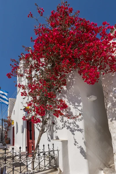Piros virág a középkori fehér house, island Mykonos, Görögország — Stock Fotó