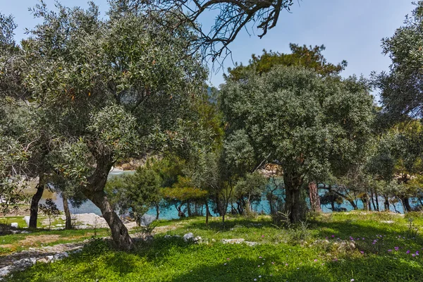 Azeitonas na aldeia de Aliki, ilha de Thassos, Grécia — Fotografia de Stock