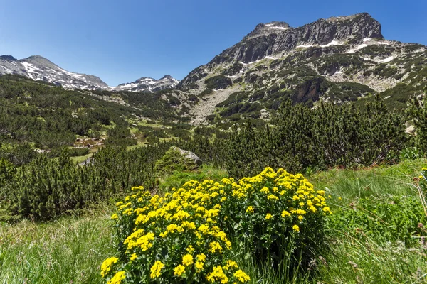 Yellow Flowers and Dzhangal peak, Pirin Mountain — Stock Photo, Image