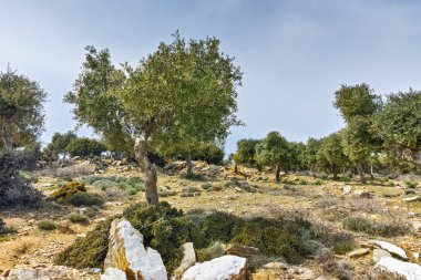 Zeytin ağaçları dağ Thassos Adası, Doğu Makedonya ve Trakya
