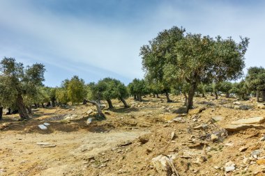 Zeytin ağaçları dağ Thassos Adası, Doğu Makedonya ve Trakya