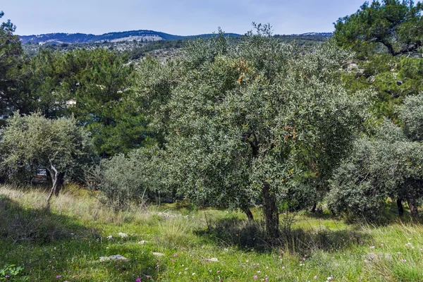 Olivos en el pueblo de Aliki, la isla de Tasos, Macedonia Oriental y Tracia — Foto de Stock