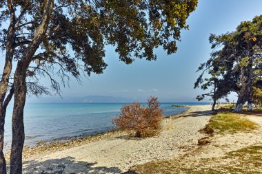 Ağaçlar üzerinde plaj, Ormos Prinou'da, Thassos Adası, Doğu Makedonya ve Trakya