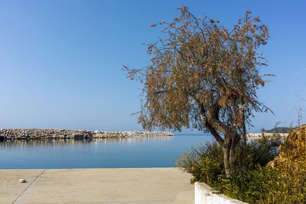 Boom in de haven van Limenaria, Thassos island, Oost-Macedonië en Thracië — Stockfoto