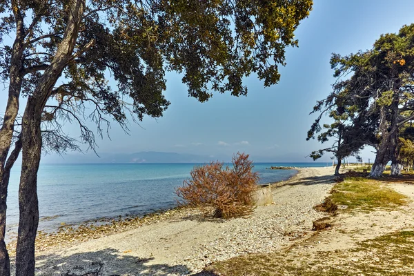 Árboles en la playa de Ormos Prinou, la isla de Tasos, Macedonia Oriental y Tracia — Foto de Stock