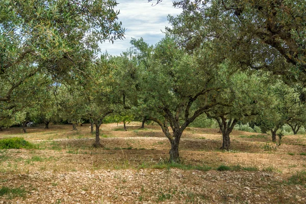 Floresta de oliveiras em Zakynthos, ilha Jónica — Fotografia de Stock