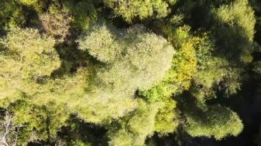 Nishava Rivar boğazının havadan sonbahar manzarası, Balkan Dağları, Bulgaristan