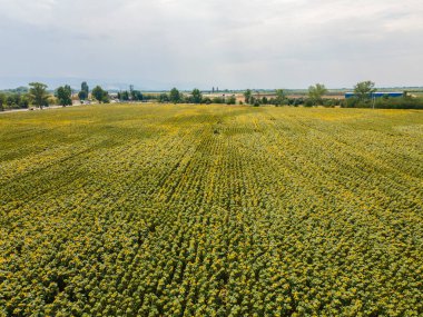 Bulgaristan 'ın Filibe kenti yakınlarındaki muhteşem ayçiçeği manzarası manzarası