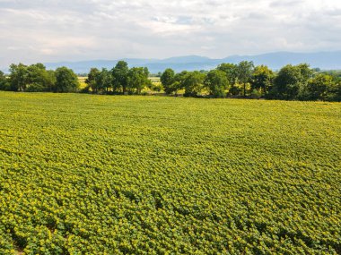 Bulgaristan 'ın Filibe kenti yakınlarındaki muhteşem ayçiçeği manzarası manzarası