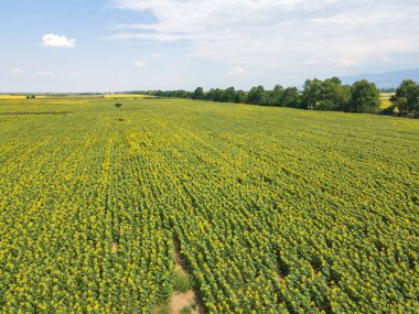 Bulgaristan 'ın Filibe kenti yakınlarındaki muhteşem ayçiçeği manzarası manzarası