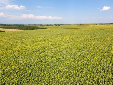 Bulgaristan 'ın Filibe kenti yakınlarındaki muhteşem ayçiçeği manzarası manzarası