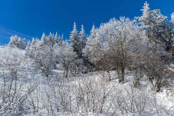 Winterlandschap Van Vitosha Mountain Sofia City Region Bulgarije — Stockfoto