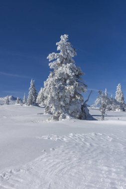 Bulgaristan 'ın Sofya Şehir Bölgesi Vitosha Dağı kış manzarası