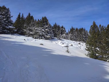 Bulgaristan 'ın başkenti Sofya' nın Vitosha Dağı 'ndaki Platoto bölgesi yakınlarındaki İnanılmaz Kış Manzarası