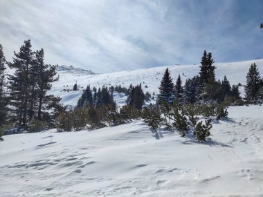 Bulgaristan 'ın başkenti Sofya' nın Vitosha Dağı 'ndaki Platoto bölgesi yakınlarındaki İnanılmaz Kış Manzarası