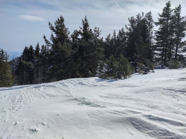 Bulgaristan 'ın başkenti Sofya' nın Vitosha Dağı 'ndaki Platoto bölgesi yakınlarındaki İnanılmaz Kış Manzarası