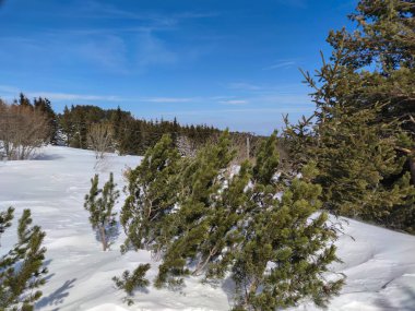 Bulgaristan 'ın başkenti Sofya' nın Vitosha Dağı 'ndaki Platoto bölgesi yakınlarındaki İnanılmaz Kış Manzarası