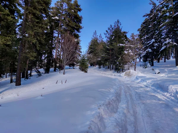 Zimní Pohled Region Byala Cherkva Rhodopské Hoře Plovdivský Kraj Bulharsko — Stock fotografie