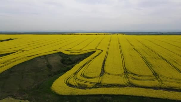 Letecký Pohled Kvetoucí Řepkové Pole Nedaleko Města Haskovo Bulharsko — Stock video