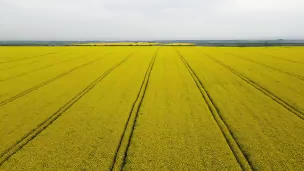 保加利亚哈斯科沃市附近盛开的菜籽田的空中景观 — 图库视频影像