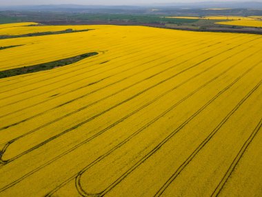 Bulgaristan 'ın Haskovo kenti yakınlarındaki Blooming tecavüz tarlasının hava görüntüsü