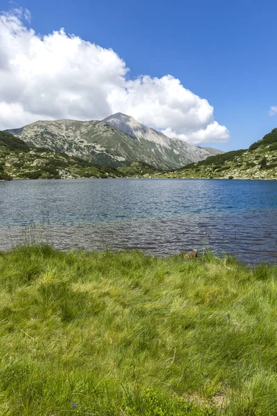 Summer Landscape Fish Banderitsa Lake Pirin Mountain Bulgaria — Stock Photo, Image