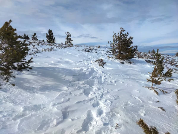 Zimní Krajina Hory Vitosha Poblíž Vrcholu Kamen Del Sofijský Městský — Stock fotografie