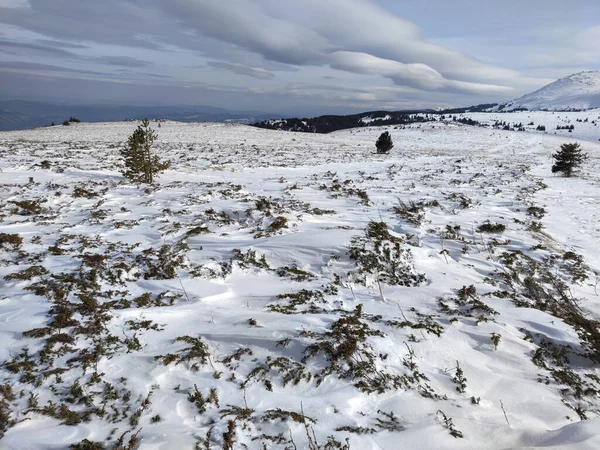 Zimowy Krajobraz Góry Vitosha Pobliżu Szczytu Kamen Del Obwód Sofijski — Zdjęcie stockowe