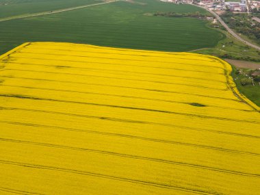 Bulgaristan 'ın Haskovo kenti yakınlarındaki Blooming tecavüz tarlasının hava görüntüsü