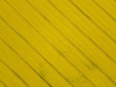 Bulgaristan 'ın Haskovo kenti yakınlarındaki Blooming tecavüz tarlasının hava görüntüsü