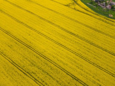 Bulgaristan 'ın Haskovo kenti yakınlarındaki Blooming tecavüz tarlasının hava görüntüsü