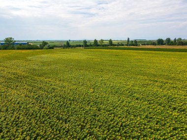 Bulgaristan 'ın Filibe bölgesindeki Tsalapitsa köyü yakınlarındaki ayçiçeği tarlasının hava manzarası
