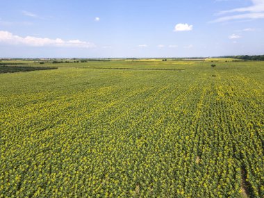 Bulgaristan 'ın Filibe bölgesindeki Tsalapitsa köyü yakınlarındaki ayçiçeği tarlasının hava manzarası