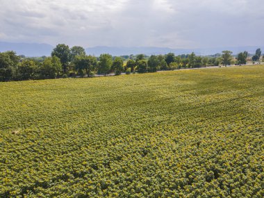 Bulgaristan 'ın Filibe bölgesindeki Tsalapitsa köyü yakınlarındaki ayçiçeği tarlasının hava manzarası