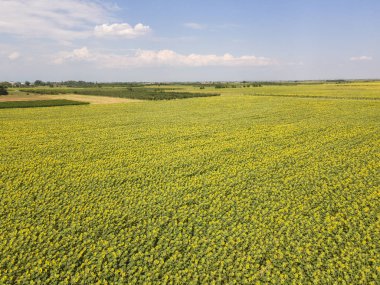 Bulgaristan 'ın Filibe bölgesindeki Tsalapitsa köyü yakınlarındaki ayçiçeği tarlasının hava manzarası
