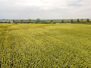 Bulgaristan 'ın Filibe bölgesindeki Tsalapitsa köyü yakınlarındaki ayçiçeği tarlasının hava manzarası
