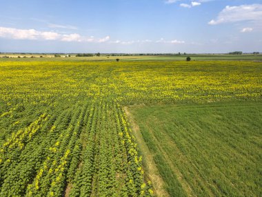 Bulgaristan 'ın Filibe bölgesindeki Tsalapitsa köyü yakınlarındaki ayçiçeği tarlasının hava manzarası