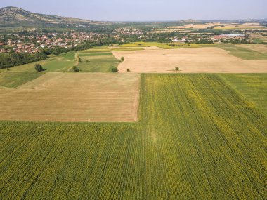 Bulgaristan 'ın Pazardzhik bölgesindeki Boshulya köyü yakınlarındaki ayçiçeği tarlasının hava manzarası