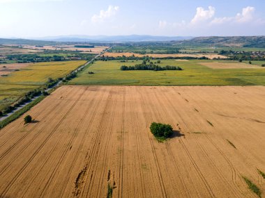 Bulgaristan 'ın Pazardzhik bölgesindeki Boshulya köyü yakınlarındaki ayçiçeği tarlasının hava manzarası