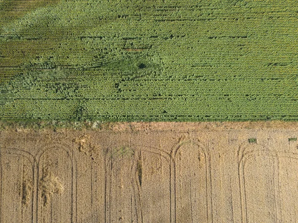 ブルガリア パザルジェシュク州ボシュリヤ村付近のひまわり畑の空中写真 — ストック写真