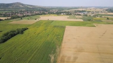 Bulgaristan 'ın Pazardzhik bölgesindeki Boshulya köyünün hava manzaralı ayçiçeği manzarası