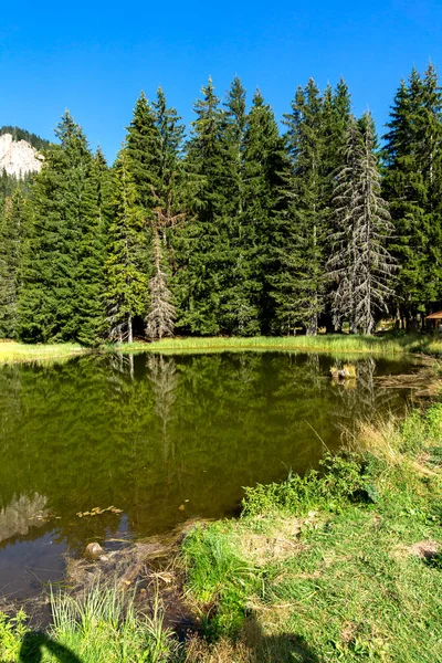 草の風景 トレビュー ブルガリア スモリャン地方 ロドペ山脈のスモリャン湖 — ストック写真