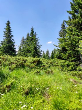 Bulgaristan 'ın Sofya Şehir Bölgesi Vitosha Dağı' ndaki Konyarnika bölgesinin manzarası
