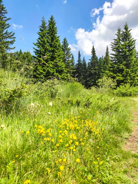 Paisaje Del Área Konyarnika Montaña Vitosha Región Ciudad Sofía Bulgaria — Foto de Stock