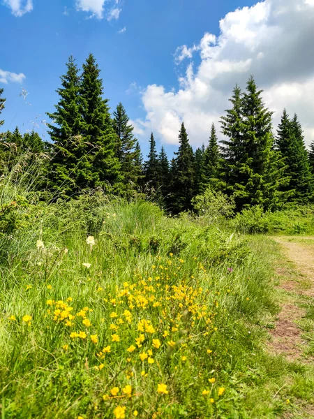 Paisaje Del Área Konyarnika Montaña Vitosha Región Ciudad Sofía Bulgaria — Foto de Stock