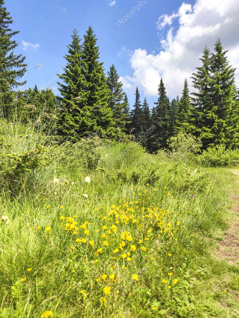 Paisaje del área de Konyarnika en la montaña Vitosha, región de la ciudad de Sofía, Bulgaria 2022