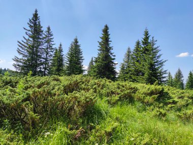 Bulgaristan 'ın Sofya Şehir Bölgesi Vitosha Dağı' ndaki Konyarnika bölgesinin manzarası