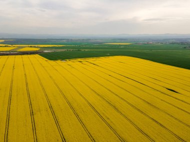 Bulgaristan 'ın Haskovo kenti yakınlarındaki Blooming tecavüz tarlasının hava görüntüsü
