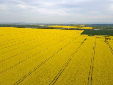 Bulgaristan 'ın Haskovo kenti yakınlarındaki Blooming tecavüz tarlasının hava görüntüsü